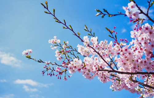 spring